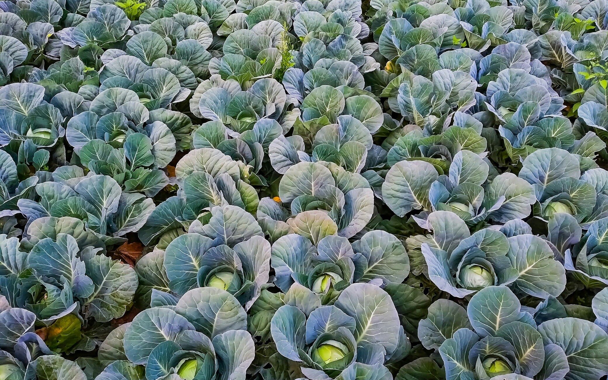 Side5_anik-deb-nath-unsplash Side5 anik deb nath unsplash