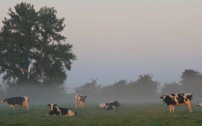 Het nieuwe stikstofplan houdt ons gevangen in het oude systeem